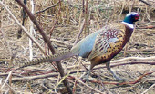 Photo of one of the many birds raised at Briney's Bird Farm