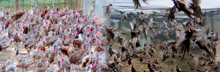Collage photo of birds raised at Briney's Bird Farm.