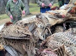 Photo of birds at the bird table after a hunt.