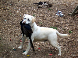 Photo of a dog retrieving a bird.